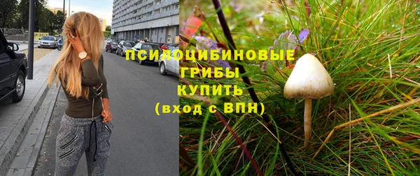стаф Козловка